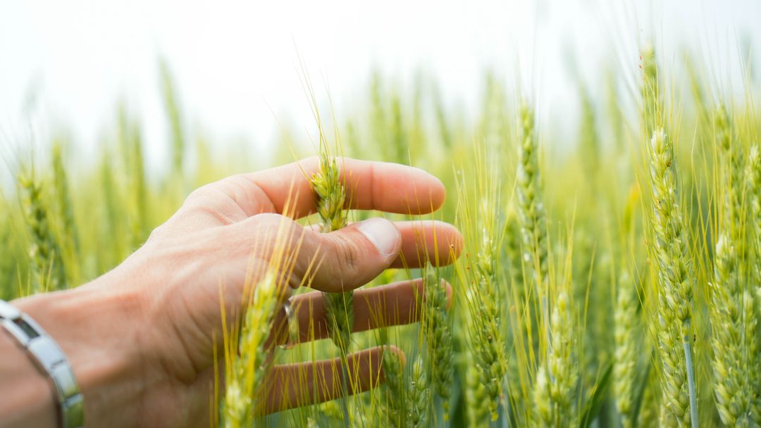 Hand touching green ears of wheat