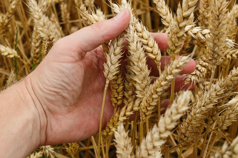 Hand holding ripe ears of wheat in a field