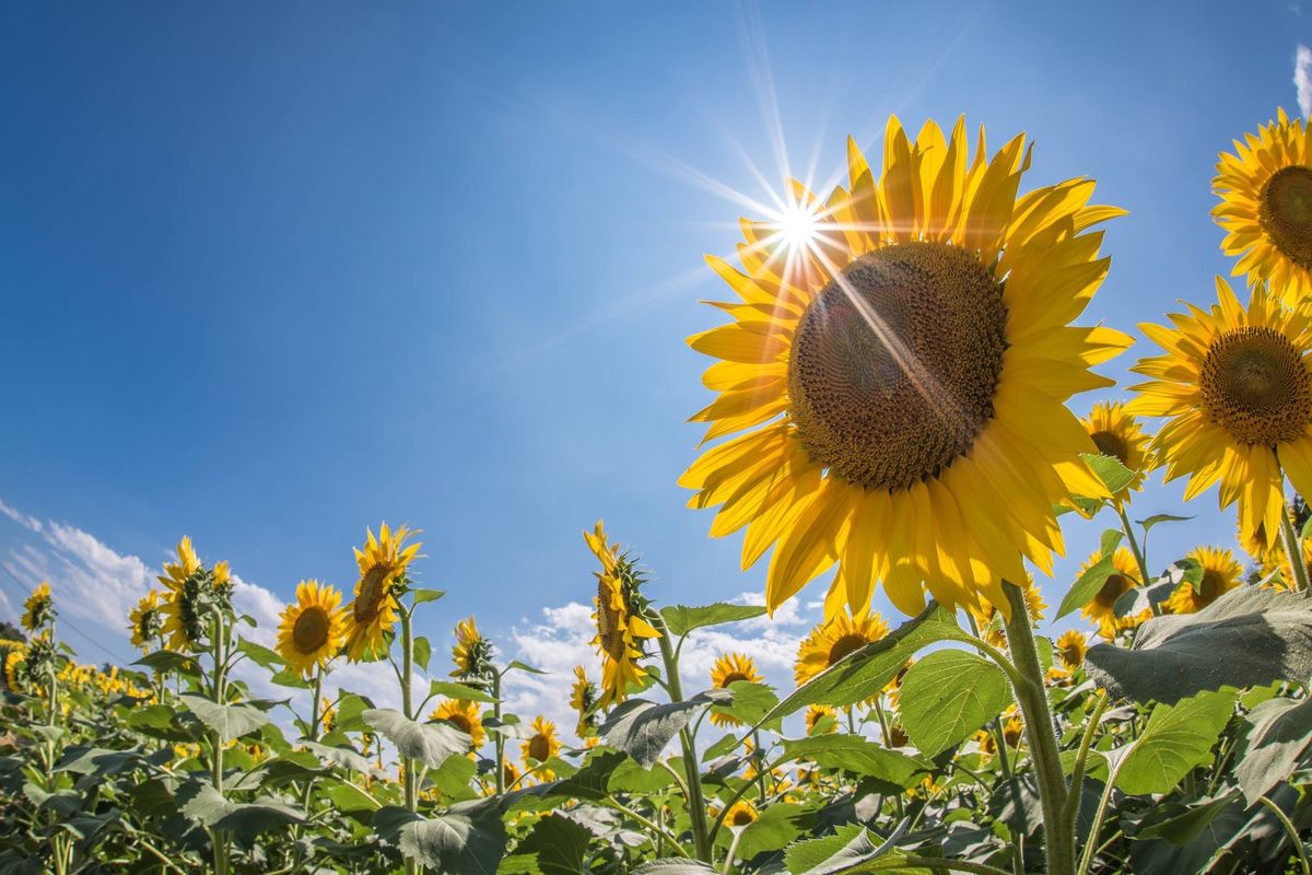 Sunflowers in full bloom under a bright blue sky